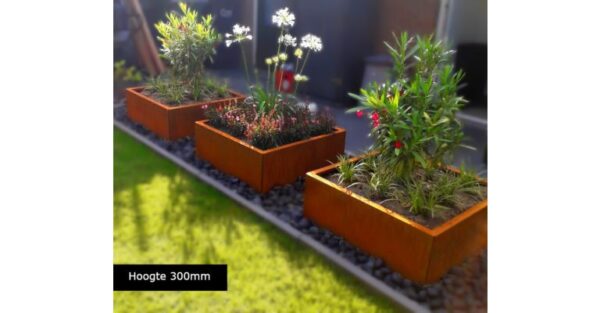Cortenstaal plantenbak Miami 800x800 - Afbeelding 3